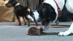 enfermedades de ratas a mascotas
