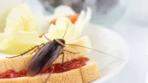 plaga de cucarachas
